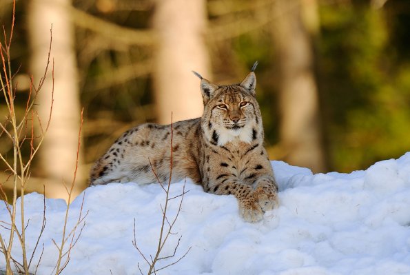 Lince