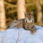 Lince