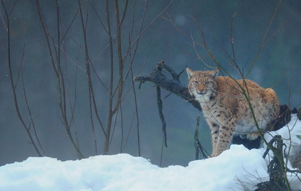 Lince