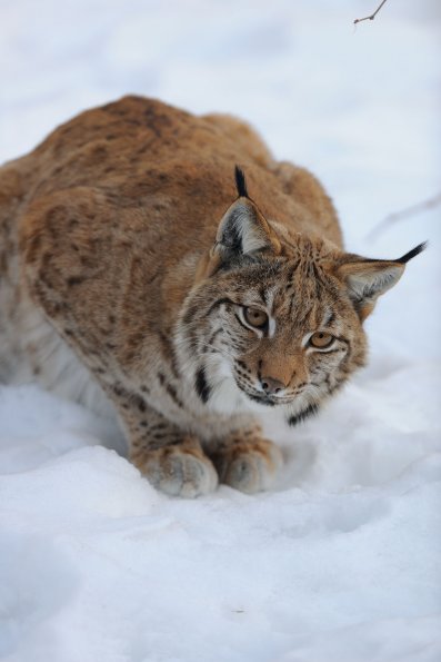 Lince