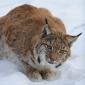 Lince