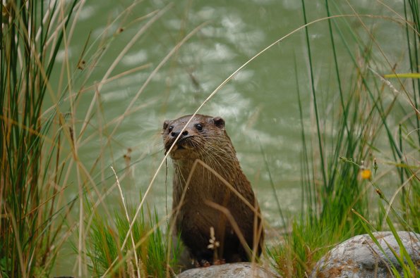 Lontra europea