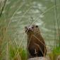 Lontra europea