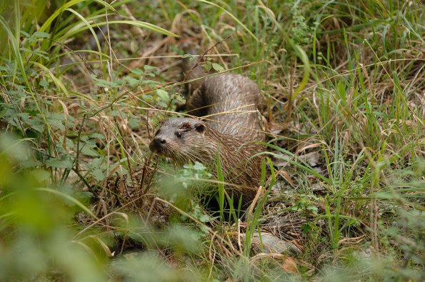Lontra europea