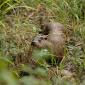Lontra europea