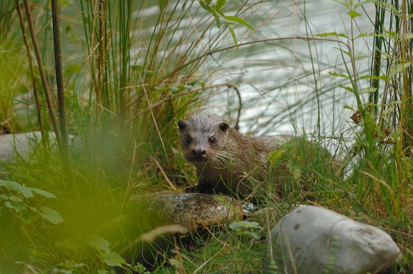 Lontra europea