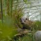Lontra europea
