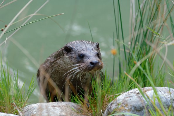 Lontra europea