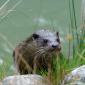 Lontra europea