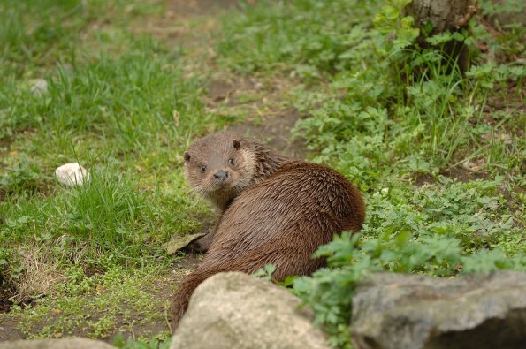 Lontra europea