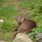 Lontra europea