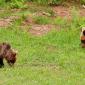 Orso bruno 