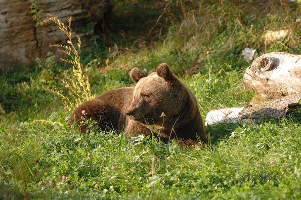 Orso bruno