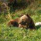 Orso bruno