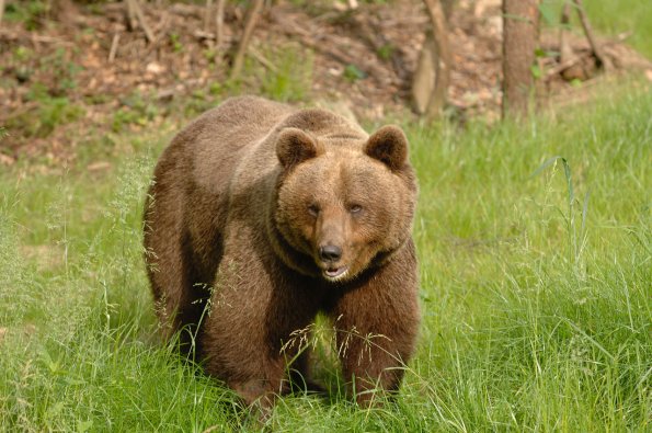 Orso bruno