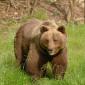 Orso bruno
