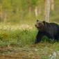 Orso bruno
