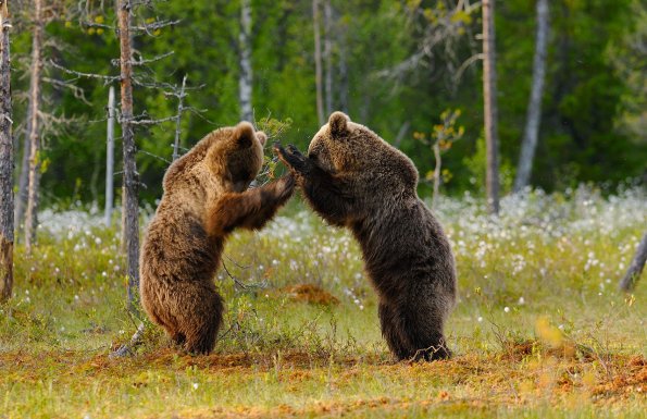 Orso