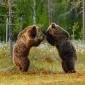 Orso