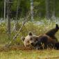 Orso
