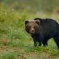 Orso bruno