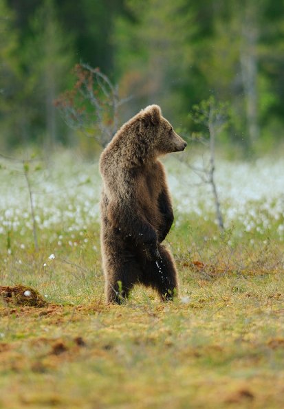 Orso