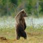 Orso