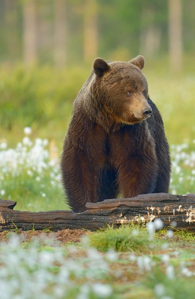 Orso bruno