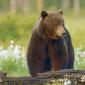Orso bruno