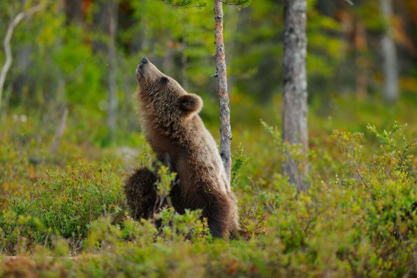 Orso
