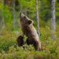 Orso