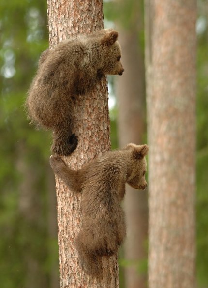 Orso