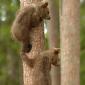 Orso