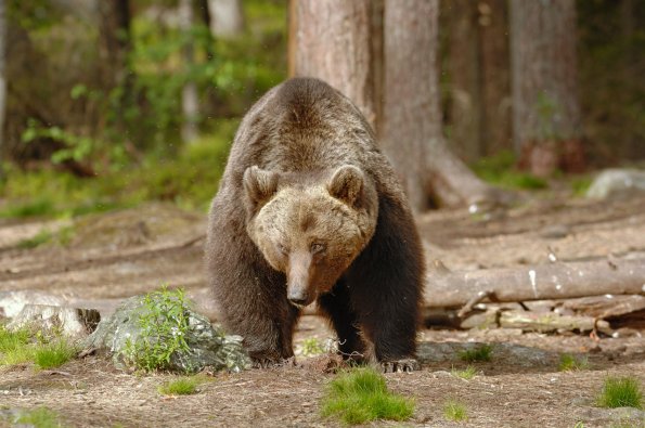 Orso
