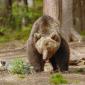Orso