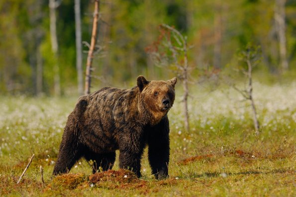 Orso