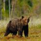 Orso