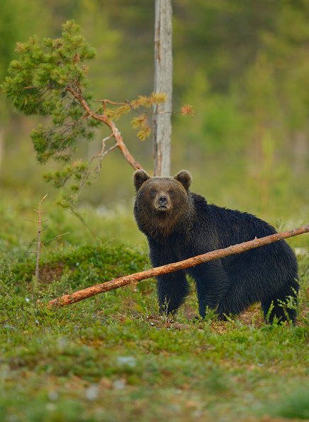 Orso bruno
