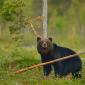 Orso bruno