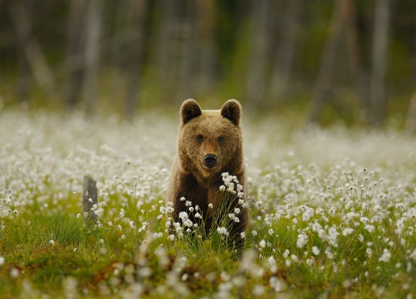 Orso bruno