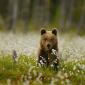 Orso bruno
