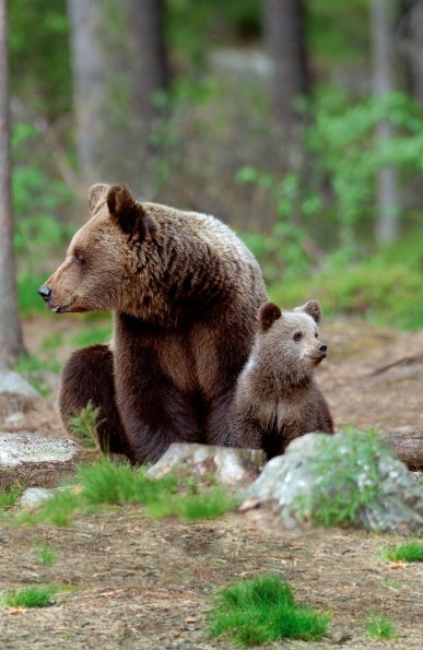 Orso