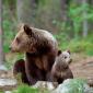 Orso