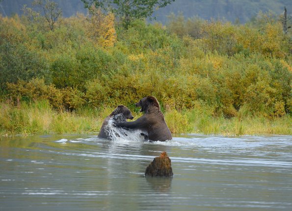 Grizzly 