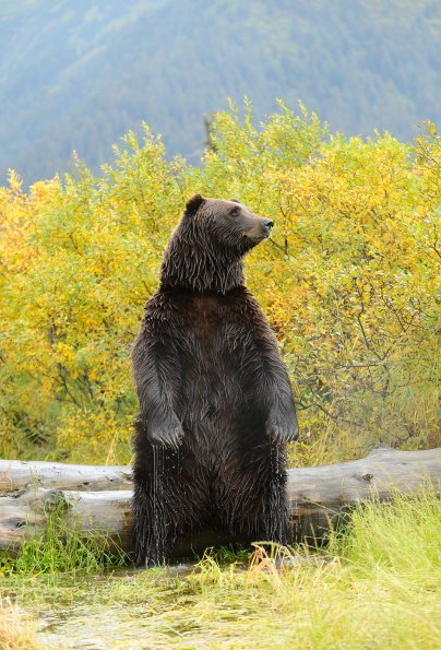 Grizzly 