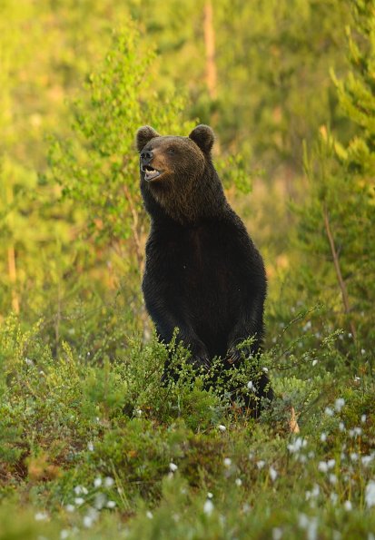 Orso bruno