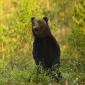 Orso bruno