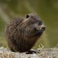 Nutria