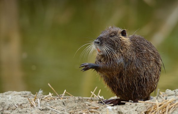 Nutria