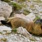 Marmotta